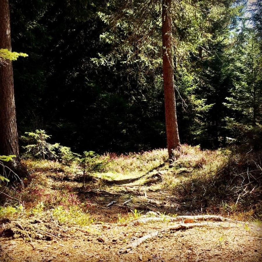 Appartmenthaus Birkenwald Seefeld in Tirol Exteriör bild