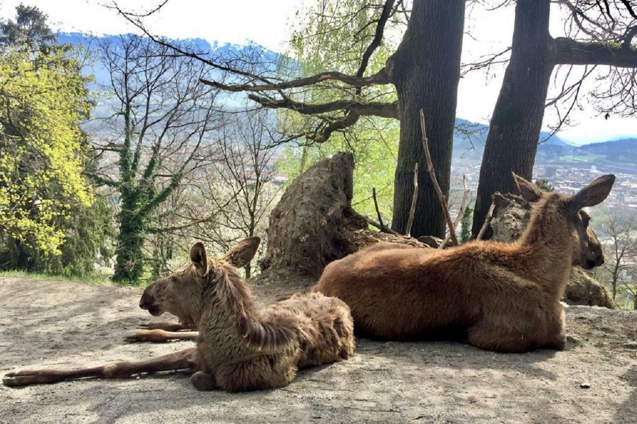 Appartmenthaus Birkenwald Seefeld in Tirol Exteriör bild